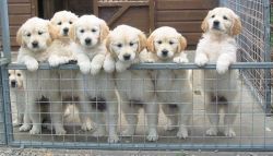 Quality Golden Retriever Puppies