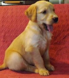 Irresistible Golden retriever puppies for sale.