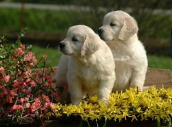 Homebred, AKC Reg, Golden Retriever Puppies