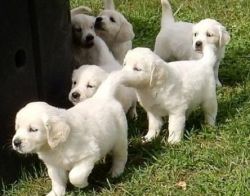 Snow White Golden Retriever Puppies For Sale.