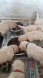 Golden Retriever Puppies (kc Registered) For Sale