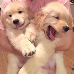 amazing male and female Golden Retriever pups