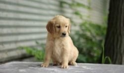 Eligible Golden Retriever Puppies For Caring Homes