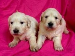golden retriever puppies for lovely homes