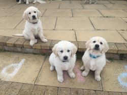 golden retriever puppies available now