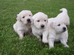 male and Female Golden Retriever Puppies