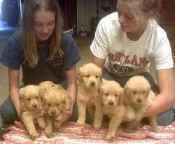 outstanding golden retriever puppies ready now