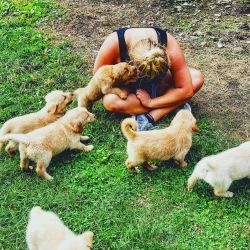 Beautiful Farm Raised Golden Retriever Puppies
