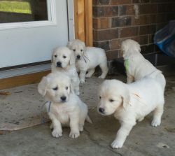 AKC White Golden Retriver Pups