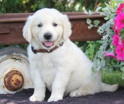 Golden Retriever Available To Re-home