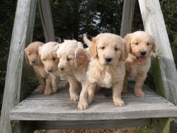 Golden Retriever pups are ready for their new homes. Central Ohio