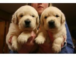 Super adorable Golden Retriever Puppies (xxx) xxx-xxx2.