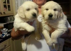 Golden Retriever Puppies AKC Registered.