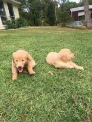 Lovely golden retriever pups ready