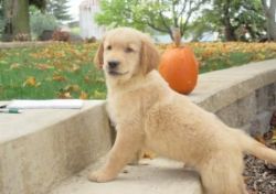 Home Raised Golden Retriever Puppies Available Now