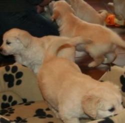 Adorable male and female golden retriever puppies