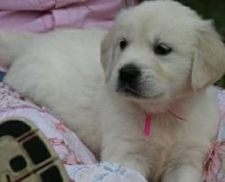 Adorable Golden Retriever puppy available,