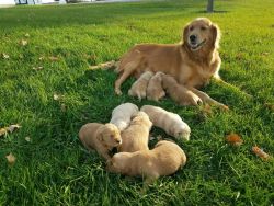 Golden Retriever Puppies - Purebred