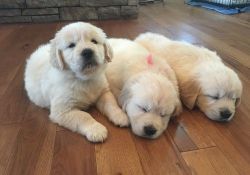 Fluffy Golden retriever puppies