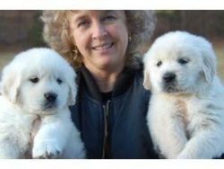 GOLDEN RETRIEVER PUPPIES AVAILABLE