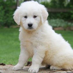 Golden Retriever-English Cream Puppies For Sale