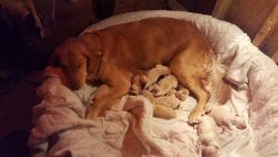 Akc Registered Golden Retriever Puppies for sale