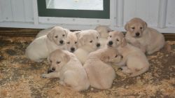 Cute boys and Girls ready for a new home