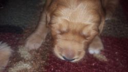 Full bred golden retriever puppies for sale
