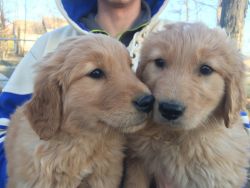 Golden Retriever Pups ready for your home!