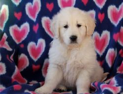 Male and female Golden Retriever puppies for sale.