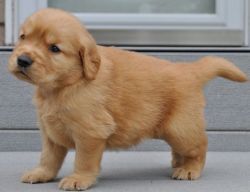 Cute M/F Golden Retriever Puppies for lovely homes