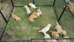 11 Gold Retriever Puppies