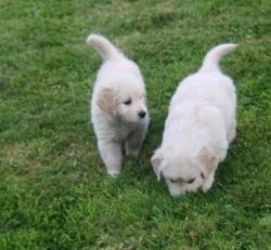 Beautiful Golden Retriever puppies for sale