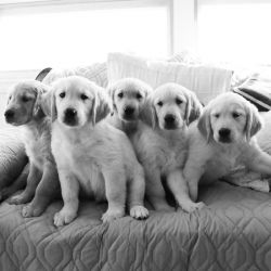 Beautiful Golden Retriever Pups!