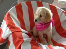 Beautiful Golden Retriever Girl Puppy