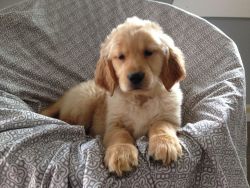 Cutest Golden Retriever Puppy