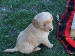 Golden Retriever Puppies soon ready for new homes