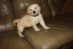 Cute and loving Golden Retriever pUppies for adoption