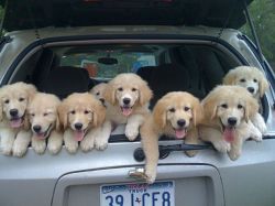 Self-confident Golden Retriever puppies