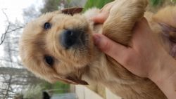 Adorable AKC Registered Golden Retriever Puppies