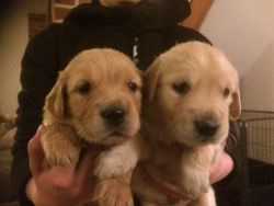 Kc Registered Golden Retriever Puppies for sale