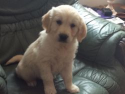 NICE and cute golden retrieval for sale