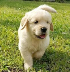 Pure breed male and female golden retriever puppies for sale