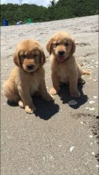 AKC Golden Retriever Puppies Coming Soon!!