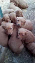 AKC Golden Retriever puppies Cute