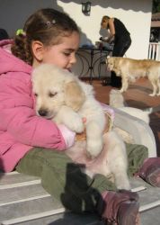 2 Beautiful Golden Retriever Puppies For Adoption