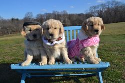 Home Raised golden retriever Puppies Available