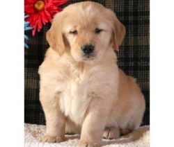 2Winners Golden Retriever puppies for Sale