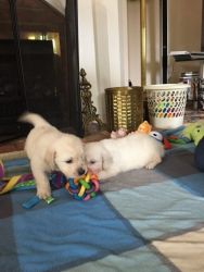 Golden retriever puppy boy and girl