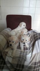 Golden Retriever Pups for Adoption